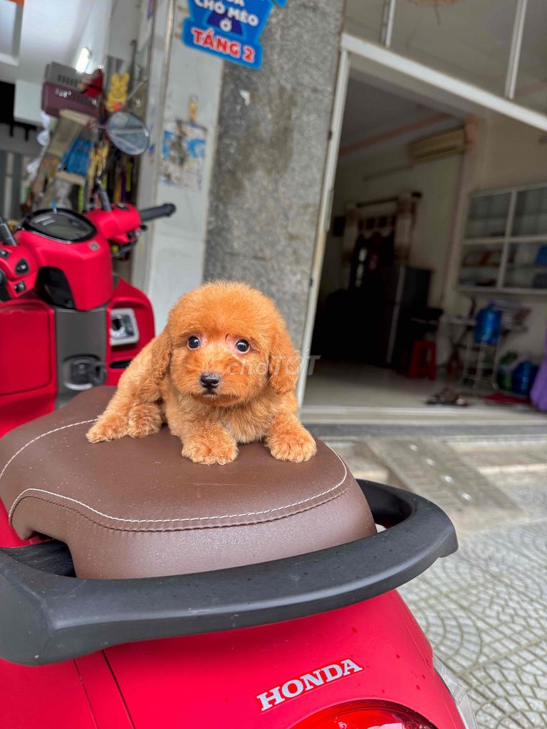 Chó Poodle Tiny sẵn tại 50 Phạm Như Xương. Mua bán Chó tại Quận Liên Chiểu Đà Nẵng được đăng bởi DC PETHOUSE hình 3