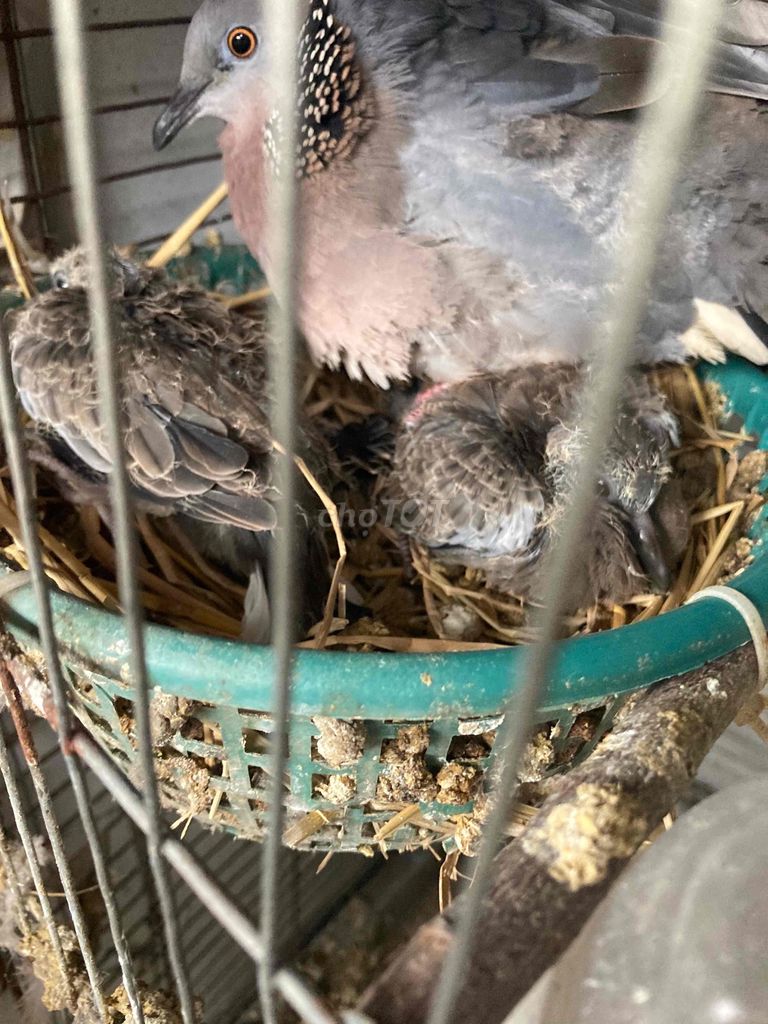 Chim cu gáy Malaysia Thúc gù zin cặp với lẻ. Mua bán Chim tại Quận Hoàng Mai Hà Nội được đăng bởi Huy hình 1