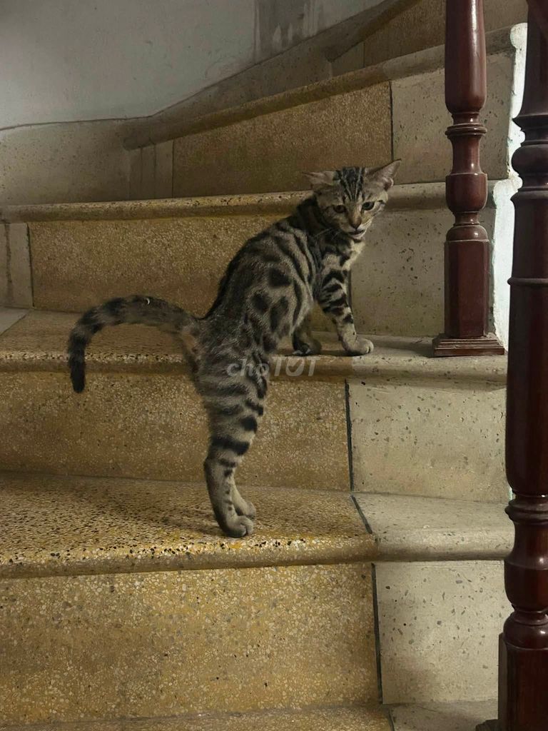 Mèo Bengal F1 lai Cái Vằn. Mua bán Mèo tại Quận Bắc Từ Liêm Hà Nội được đăng bởi anh bảo hình 1