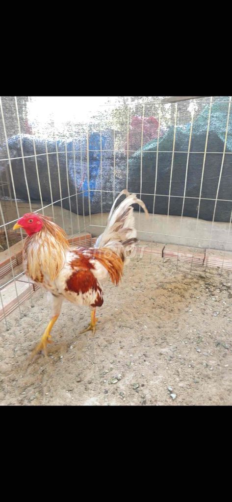 1kg5 bao zin cho ae. Mua bán Gà tại Huyện Đức Hòa Long An được đăng bởi Gà Đá Long AN hình 1