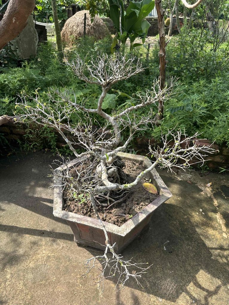 Cây cảnh Bonsai Thái Bình đang phát triển. Mua bán Cây cảnh, đồ trang trí tại Huyện Thái Thụy Thái Bình được đăng bởi bùi hiếu hình 1