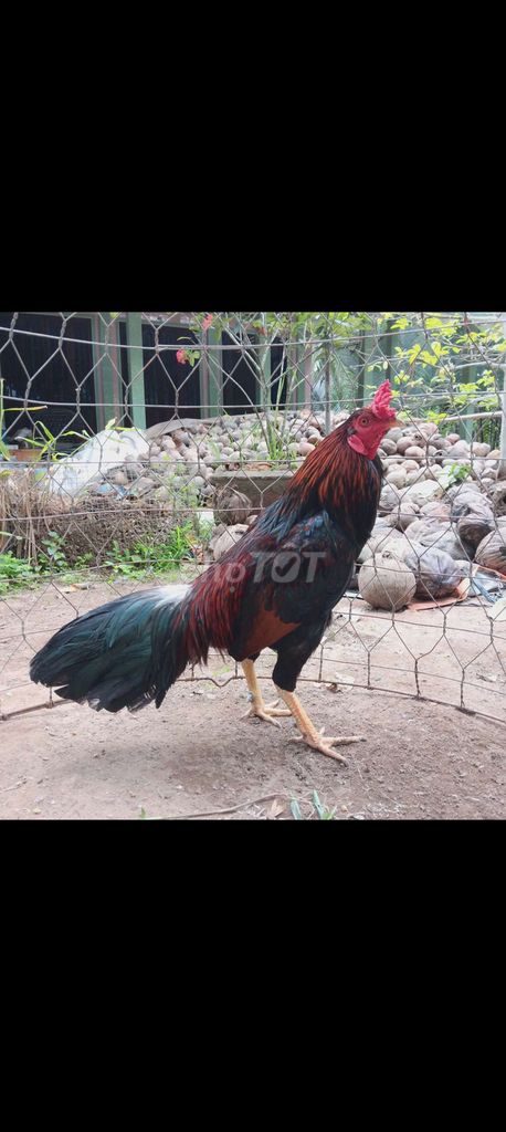 Gà chọi Điều  Cựa đen2k9. Mua bán Gà tại Huyện Thạnh Phú Bến Tre được đăng bởi thành vinh hình 1