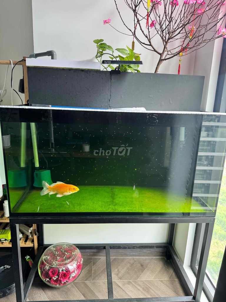 Hồ cá 1mx50x50 chân Sắt. Mua bán Phụ kiện, Thức ăn, Dịch vụ tại Thành phố Thủ Đức Tp Hồ Chí Minh được đăng bởi Hồ Hậu hình 1