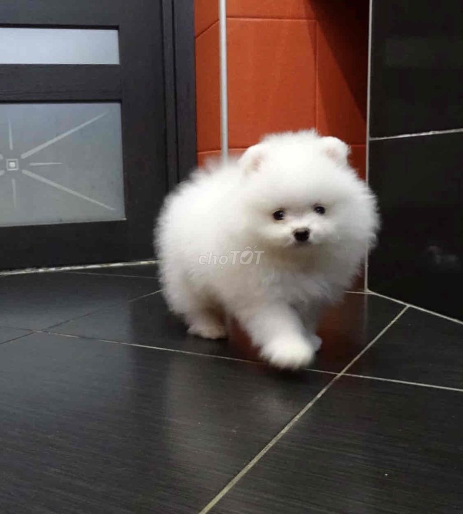 Chó Phốc Sóc- Pom thái mini đi vệ sinh đúng chỗ. Mua bán Chó tại Huyện Cư Jút Đắk Nông được đăng bởi Chaien Pet Shop hình 1