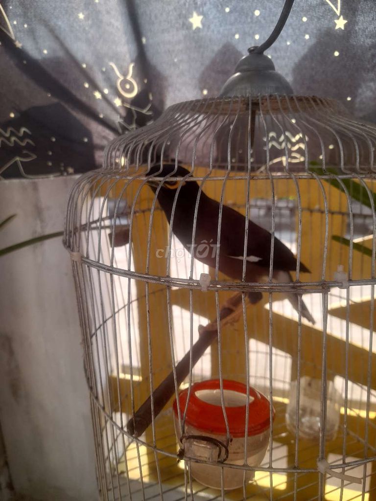 Chim sáo đen khỏe mạnh biết nói. Mua bán Chim tại Huyện Vĩnh Linh Quảng Trị được đăng bởi Thi Huong Nguyen hình 1