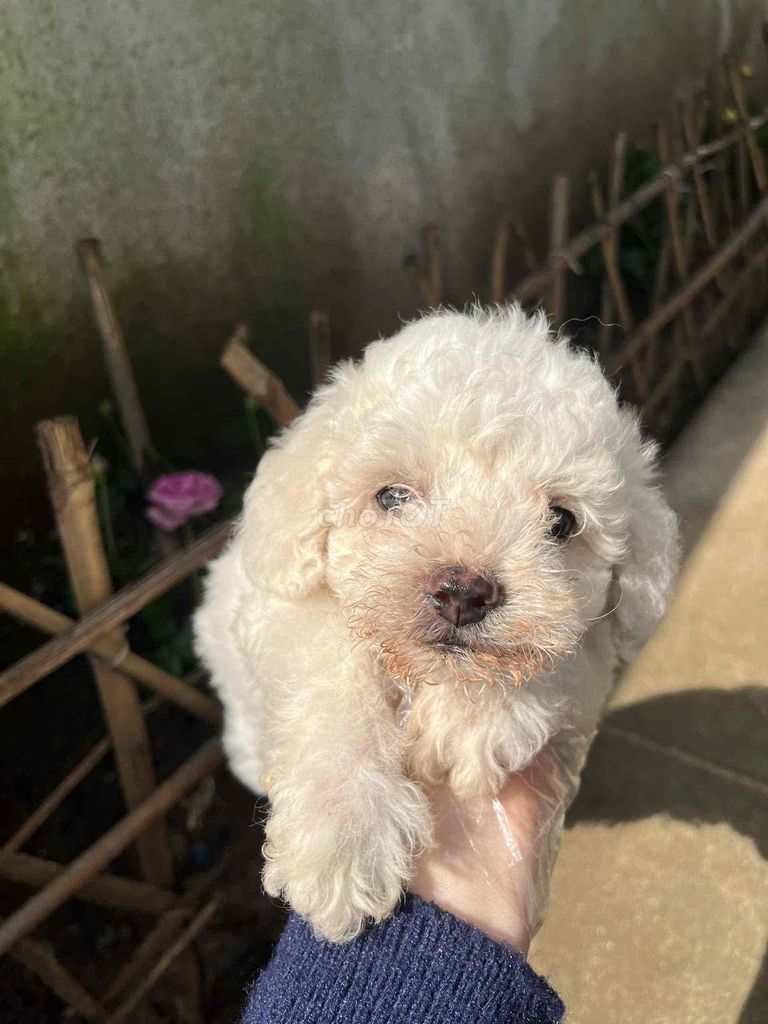 cần bán chó Poodle Tiny đẹp nhà sinh sản