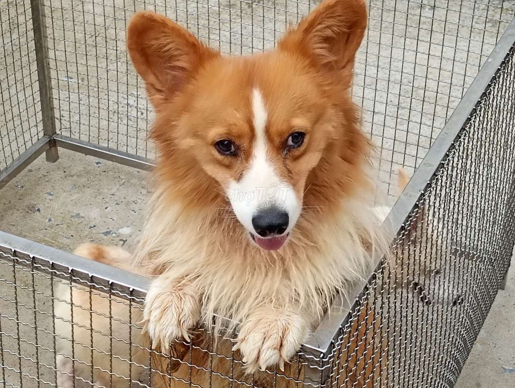 Chó Corgi Đực Vàng trắng Lông dài. Mua bán Chó tại Quận 6 Tp Hồ Chí Minh được đăng bởi Nhân Rottweiler  hình 1