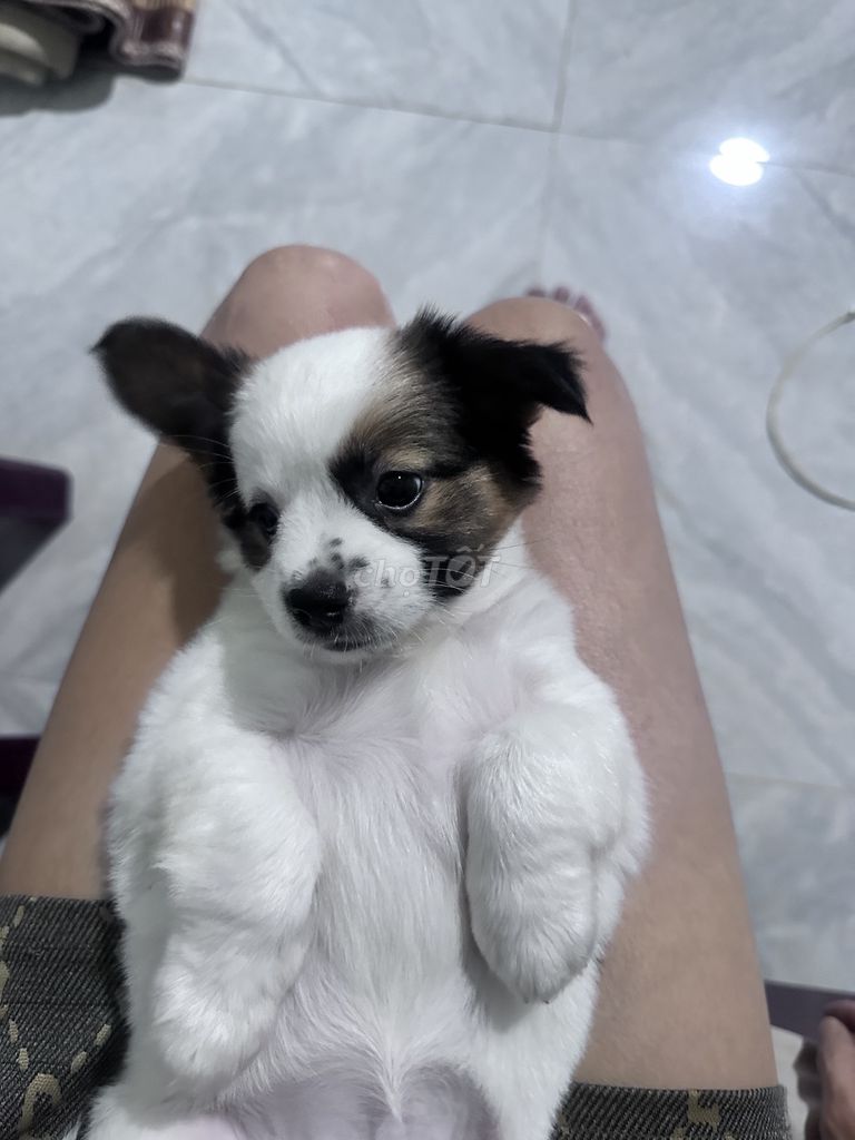 Chó con Trắng, nâu, đen Cả hai. Mua bán Chó tại Quận Ngô Quyền Hải Phòng được đăng bởi Quý Đào hình 1