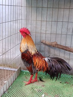 Xám. Mua bán Gà tại Huyện Phong Điền Cần Thơ được đăng bởi Gà Bướm