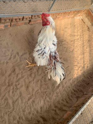 Gà Đúc Ngũ Sức. Mua bán Gà tại Quận Nam Từ Liêm Hà Nội được đăng bởi Phạm Dũng 