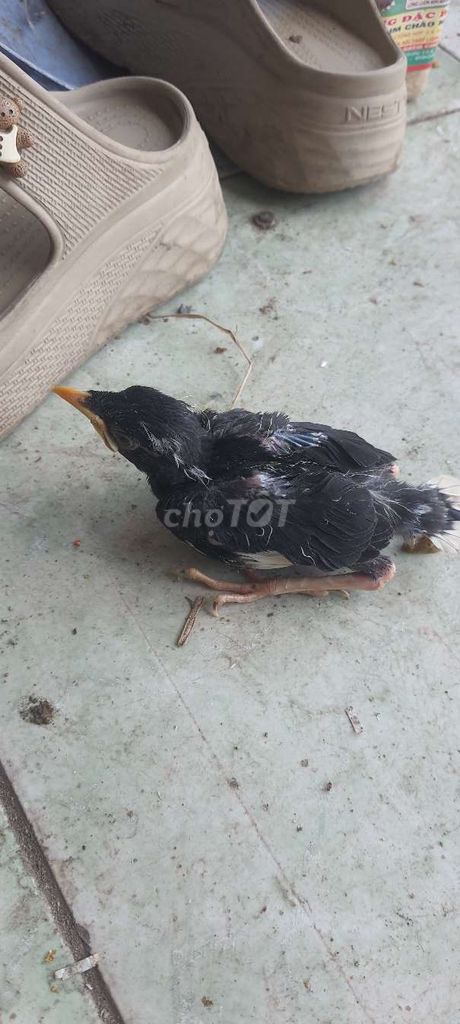Chim Sáo đen Khỏe mạnh baby. Mua bán Chim tại Thành phố Thủ Đức Tp Hồ Chí Minh được đăng bởi Nguyễn thị thu hậu  hình 1