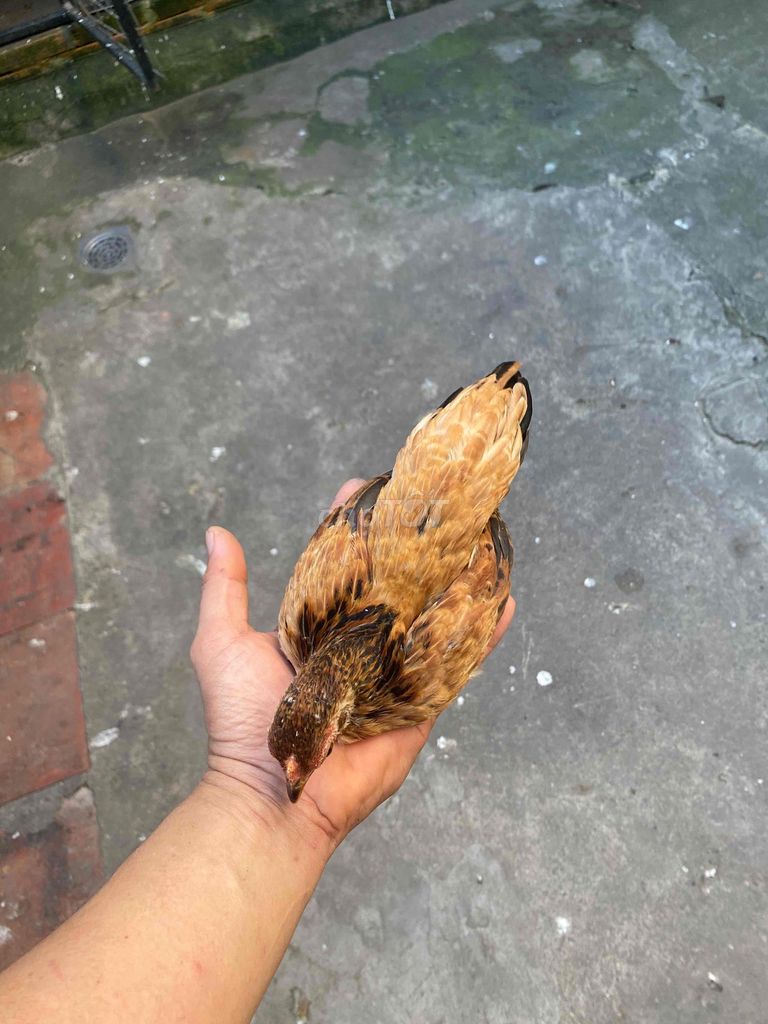 tre bắc mái. Mua bán Gà tại Thành phố Dĩ An Bình Dương được đăng bởi Thanh Hoàng Võ hình 1