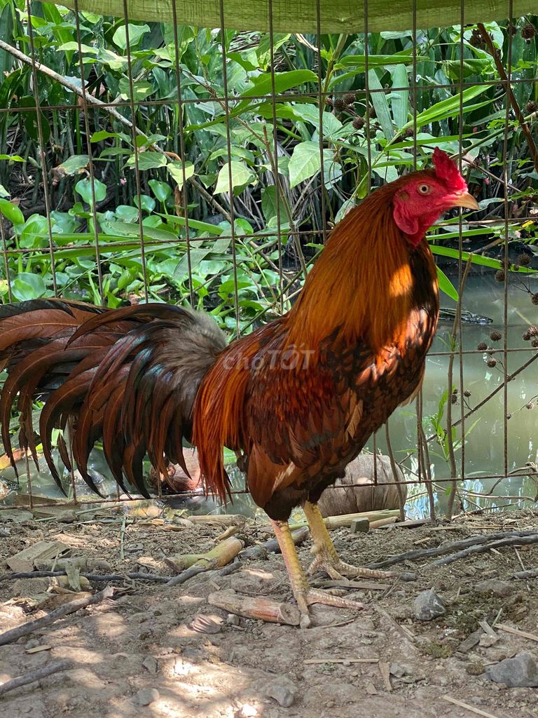 Gà chọi Nâu đỏ Tiền Giang. Mua bán Gà tại Huyện Châu Thành Tiền Giang được đăng bởi Nguyen thang hình 1