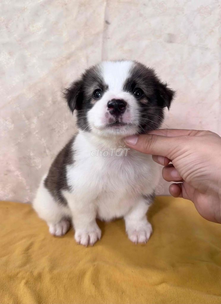 nhật mini đáng yêu. Mua bán Chó tại Huyện Thống Nhất Đồng Nai được đăng bởi Ngoc Anh  hình 1