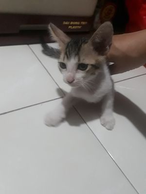 Tìm nhà cho mèo biết yêu thương động vật