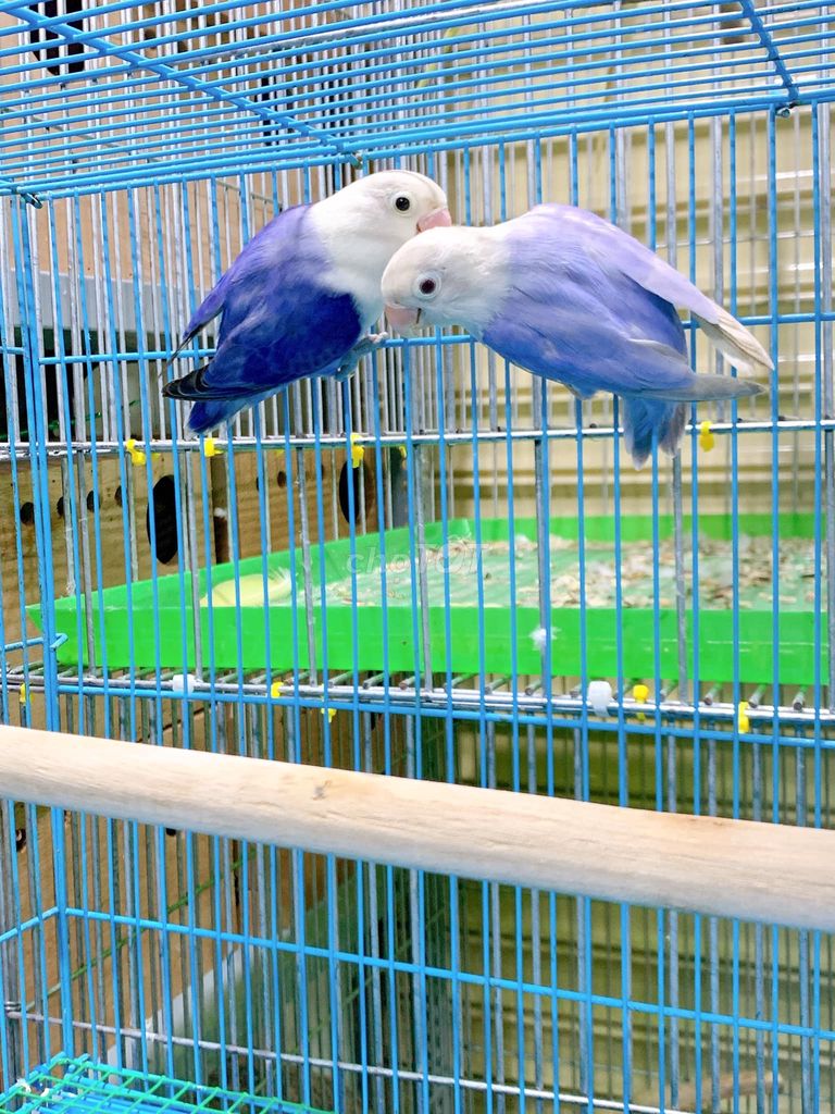 Cặp vẹt lovebird tím