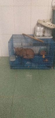 Phóc hươu. Mua bán Chó tại Quận Thanh Khê Đà Nẵng được đăng bởi trần ngọc vũ 