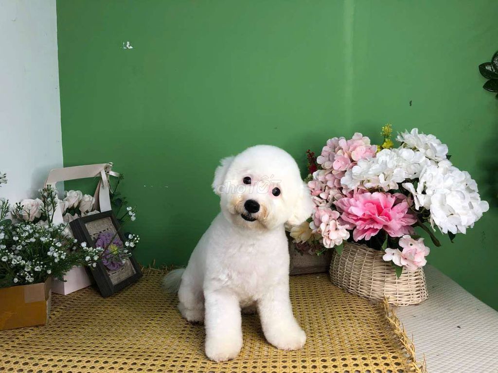chó Bichonfrise  cái tơ thuần chủng. Mua bán Chó tại Quận 7 Tp Hồ Chí Minh được đăng bởi tran nguyen ngoc khanh hình 7