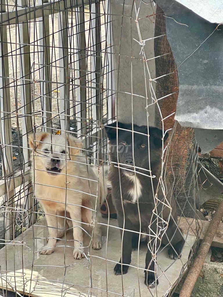 Chó Poodle màu Đen Trắng. Mua bán Chó tại Thành phố Biên Hòa Đồng Nai được đăng bởi Trần Quang hình 1
