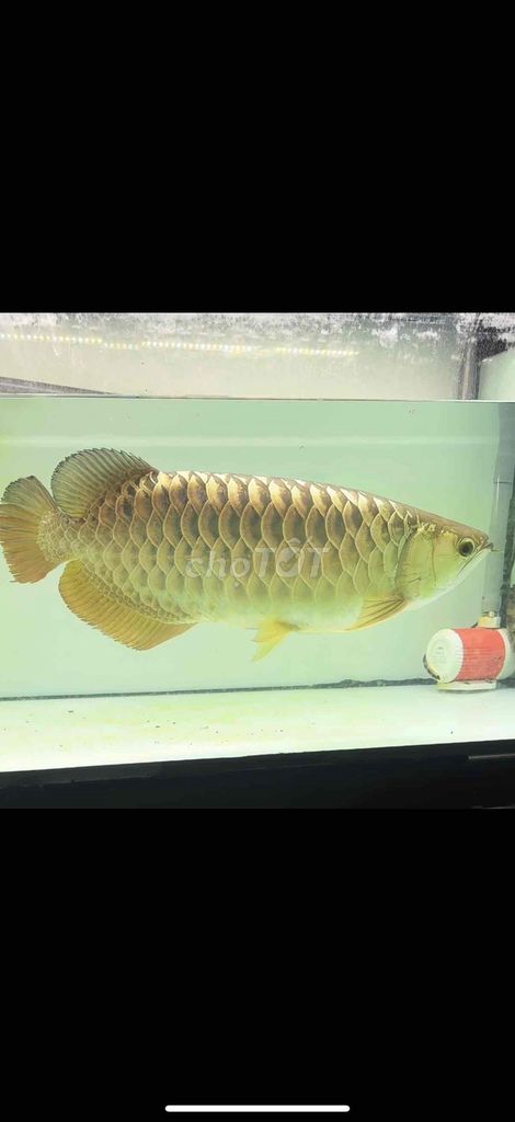 Cá cảnh Vàng đồng 58-60 cm. Mua bán Thú cưng khác tại Quận Bình Tân Tp Hồ Chí Minh được đăng bởi Nguyễn Hoàng Vương hình 1