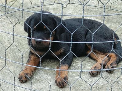 Rottweiler Làm Giống.Rottweiler. Mua bán Chó tại Thành phố Biên Hòa Đồng Nai được đăng bởi Nhân Rottweiler 
