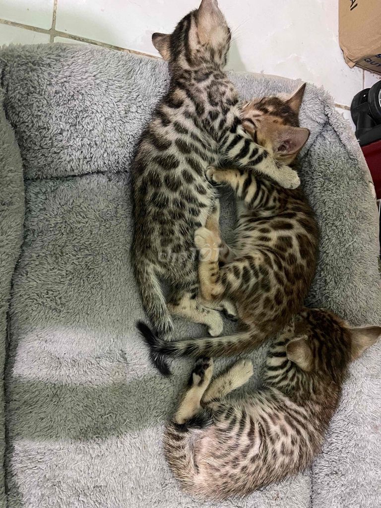 Mèo Bengal con đốm vằn. Mua bán Mèo tại Quận Gò Vấp Tp Hồ Chí Minh được đăng bởi Thơ Cherry hình 1