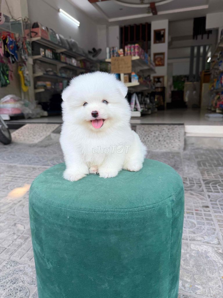Chó Pomeranian trắng lông dày. Mua bán Chó tại Quận Liên Chiểu Đà Nẵng được đăng bởi DC PETHOUSE hình 1