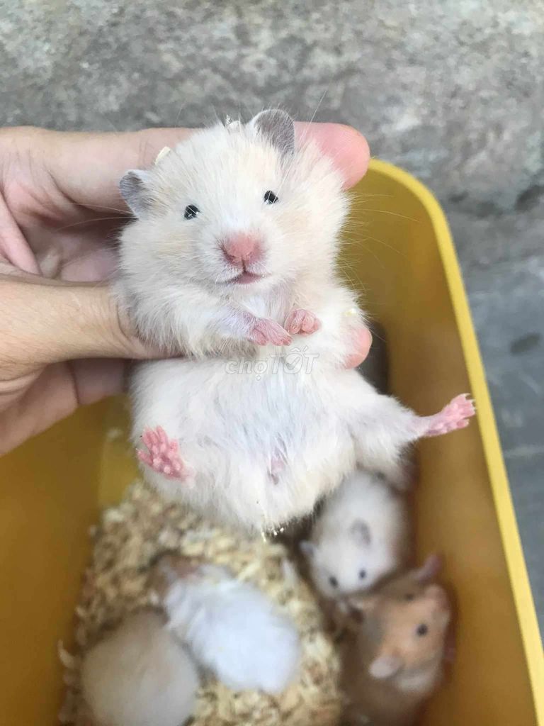 Chuột Hamster Bear xù lai màu Mơ Baby. Mua bán Thú cưng khác tại Quận Bình Tân Tp Hồ Chí Minh được đăng bởi Ở trọ bày đặt bán chụtt hình 1