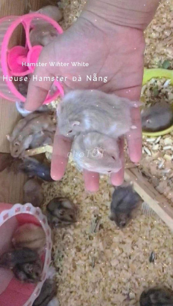 Hamster chuột tại đà nẵng sẵn quận liên chiểu