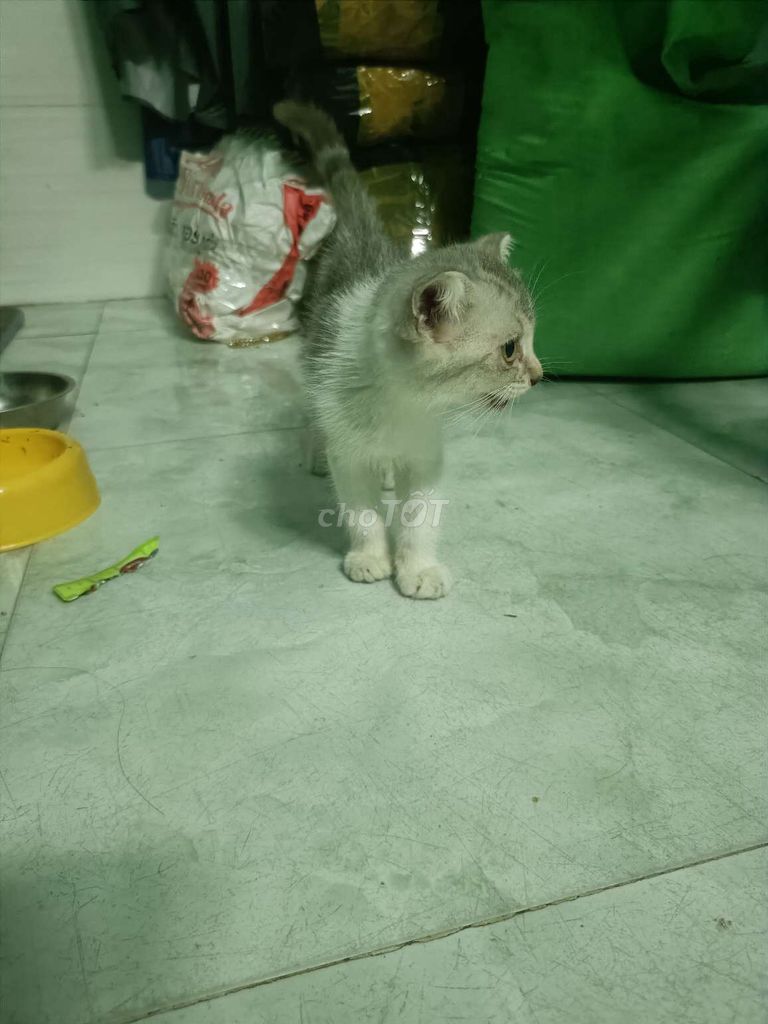 Mèo anh lông ngắn. Mua bán Mèo tại Huyện Bình Chánh Tp Hồ Chí Minh được đăng bởi Thao Dao hình 3