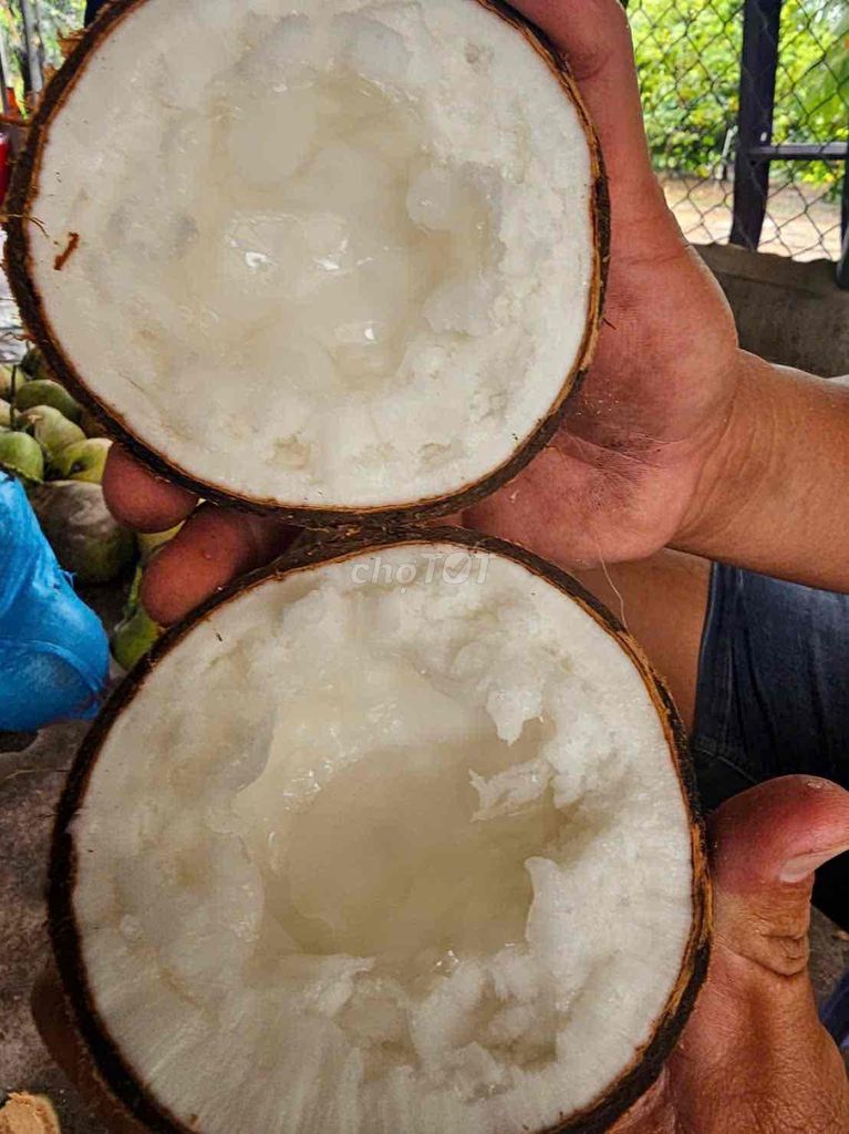 dừa sáp đặc loại 1. Mua bán Đồ ăn, thực phẩm và các loại khác tại Quận Cẩm Lệ Đà Nẵng được đăng bởi Minh Khang hình 1