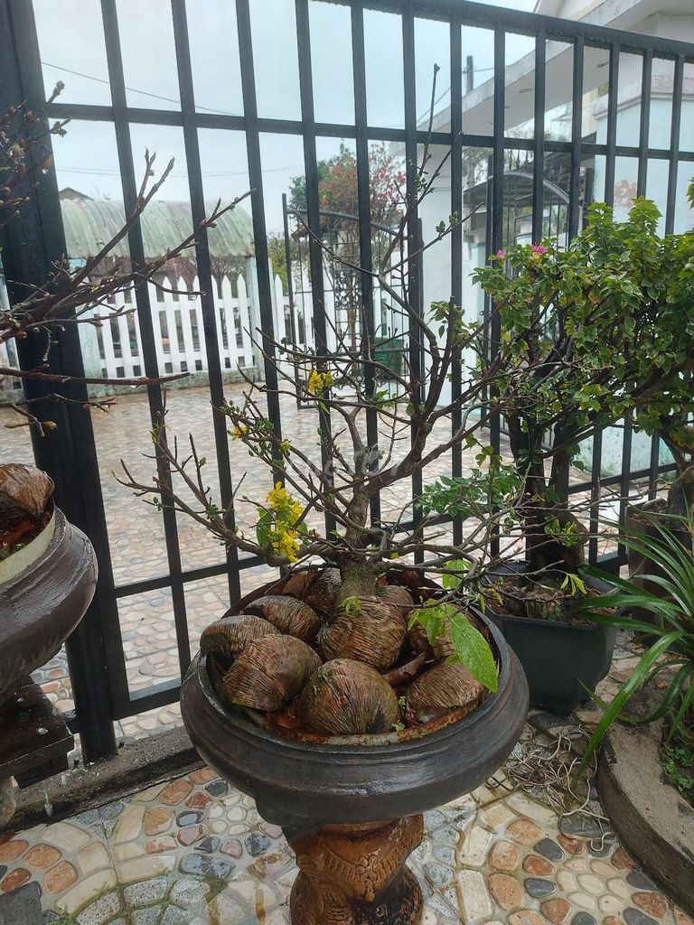 Cây cảnh Mai đột Bonsai 7 năm. Mua bán Cây cảnh, đồ trang trí tại Thị xã Điện Bàn Quảng Nam được đăng bởi ĐIỆN HÒA hình 1