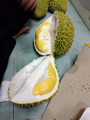 SẦU RIÊNG RI6 TIỀN GIANG