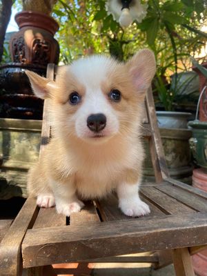 Chó Corgi thuần chủng tìm nhà mới