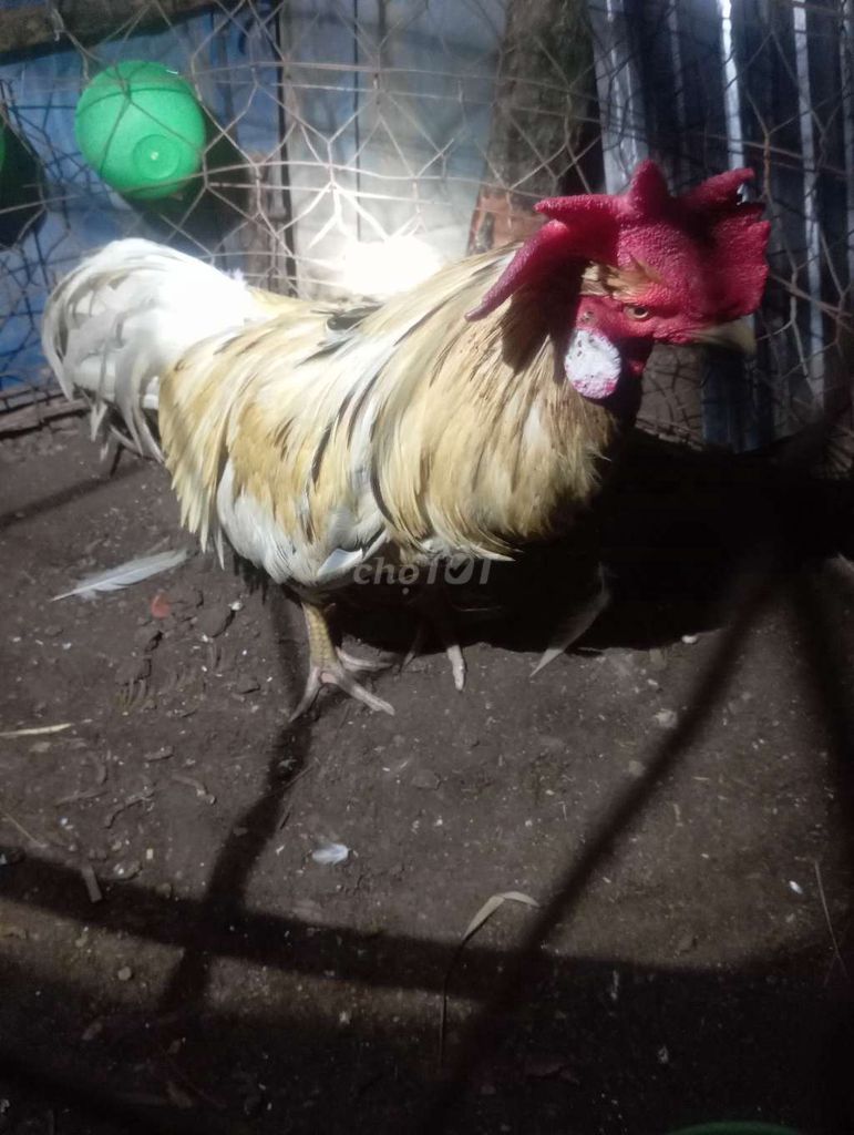 Gà trống Trắng nâu Đực. Mua bán Gà tại Thành phố Cà Mau Cà Mau được đăng bởi trại gà mỹ ca mau  hình 1