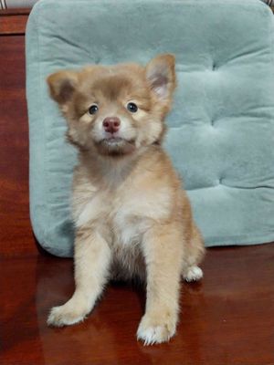 Bé alaska mắt xanh ngọc mũi hồng thân thiện lắm. Mua bán Chó tại Huyện Bình Chánh Tp Hồ Chí Minh được đăng bởi Ngân Hà