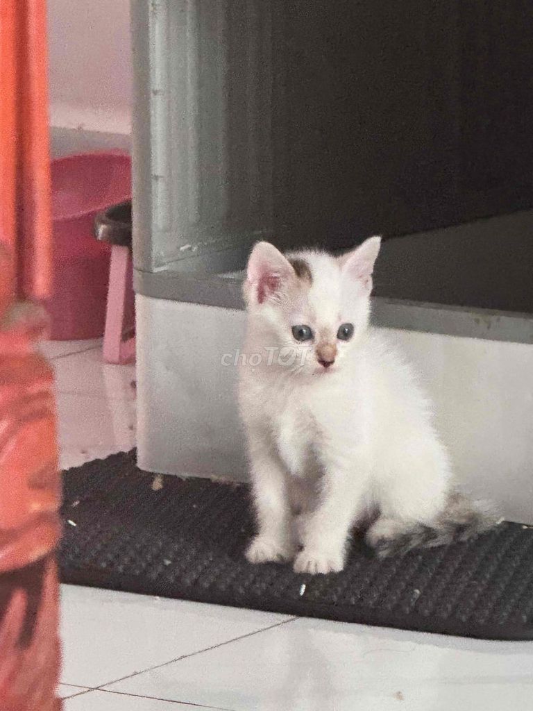 Mèo Anh lai ta trắng không xác định. Mua bán Mèo tại Quận 12 Tp Hồ Chí Minh được đăng bởi Võ bảo nghi Nguyễn hình 1