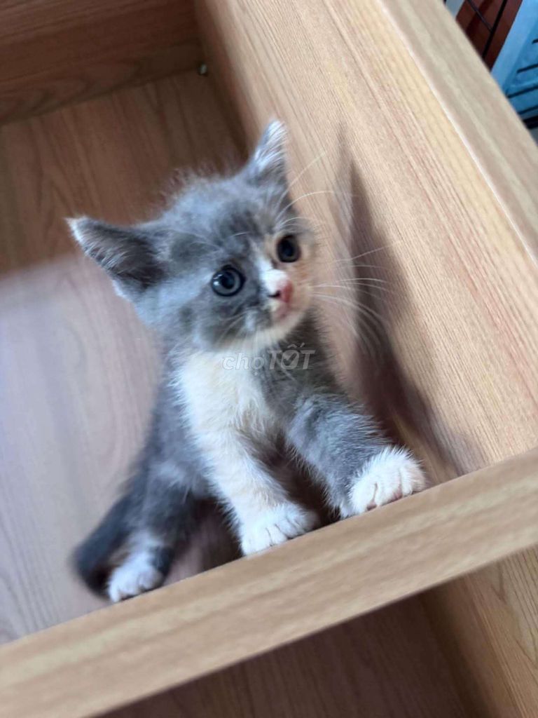 Mèo Anh tai cụp Xám trắng. Mua bán Mèo tại Thành phố Thủ Đức Tp Hồ Chí Minh được đăng bởi TDuy Bảo hình 1