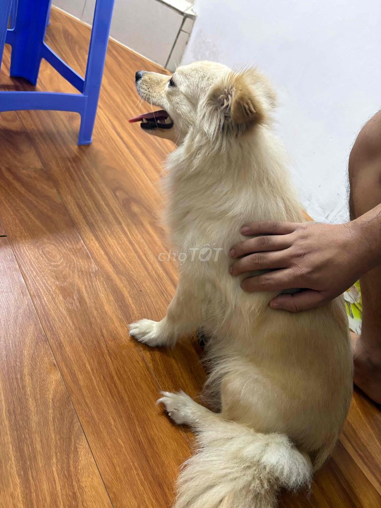 Chó cái 1 tuổi vàng kem. Mua bán Chó tại Quận Đống Đa Hà Nội được đăng bởi Thế Anh hình 1