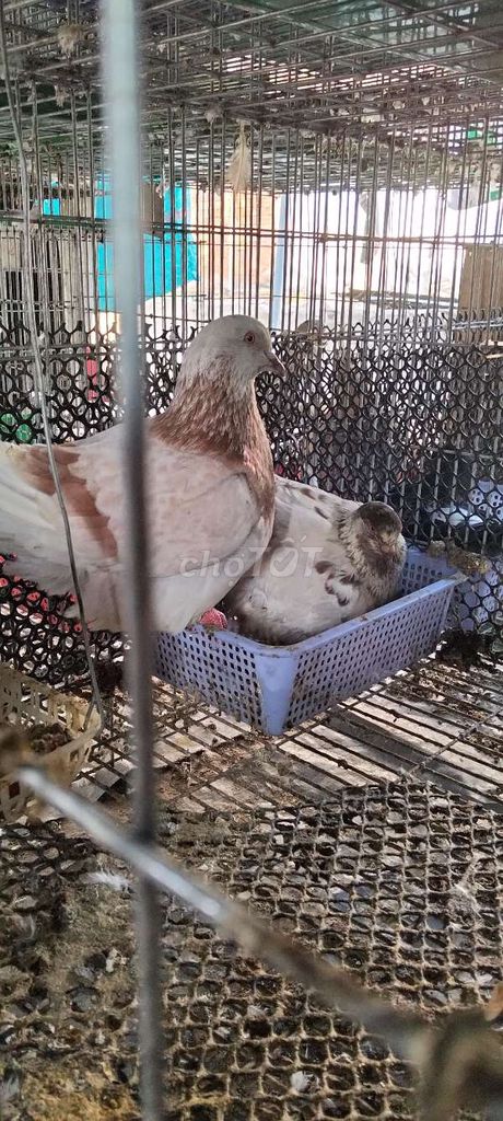 Chim bồ câu Mondain Nhiều màu. Mua bán Chim tại Huyện Cái Bè Tiền Giang được đăng bởi Đoàn Tới hình 1