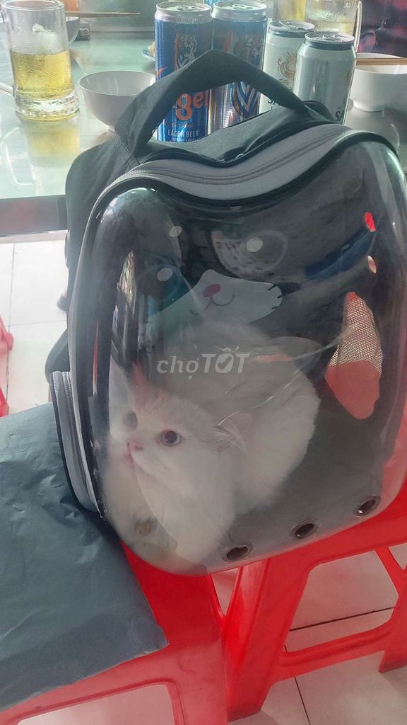 Mình bán pé mèo Anh long trắng . mắt 2 màu.