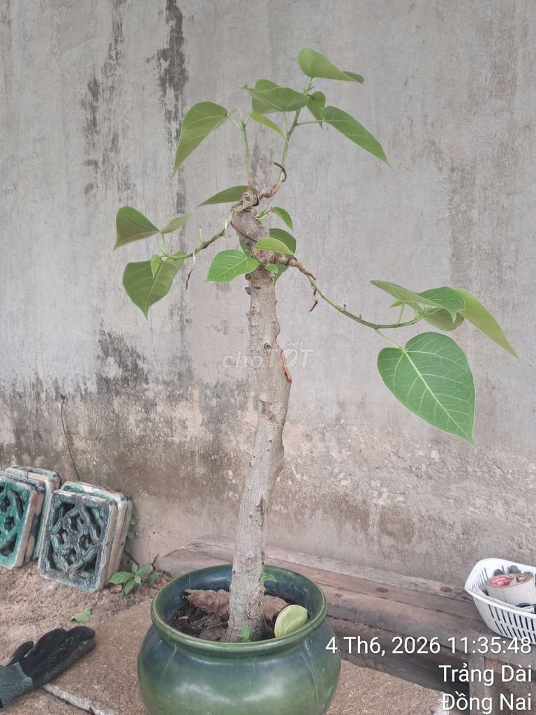 Cây cảnh Bồ đề trắng Bonsai. Mua bán Cây cảnh, đồ trang trí tại Thành phố Biên Hòa Đồng Nai được đăng bởi Thường phi hình 1