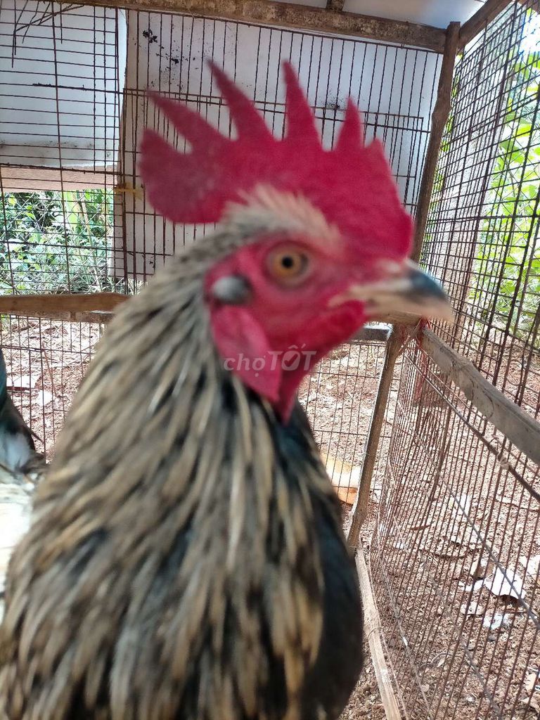 Gà chọi Chuối 1.5kg chân Xanh. Mua bán Gà tại Huyện Định Quán Đồng Nai được đăng bởi Duy  hình 1