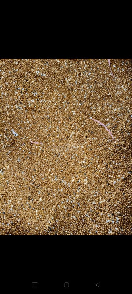 Hạt kê. Mua bán Đồ ăn, thực phẩm và các loại khác tại Thành phố Dĩ An Bình Dương được đăng bởi Mạc Hoàng Dũng  hình 2