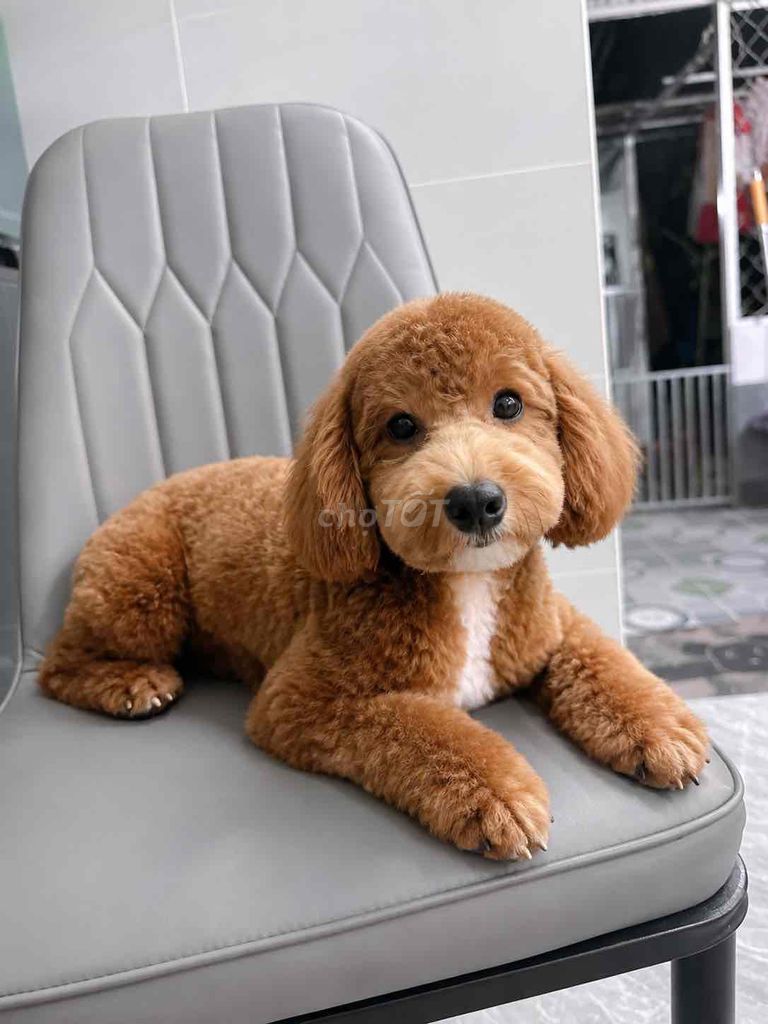 Chó Poodle Nâu đỏ Cả hai. Mua bán Chó tại Thành phố Bến Tre Bến Tre được đăng bởi Thảo hình 1