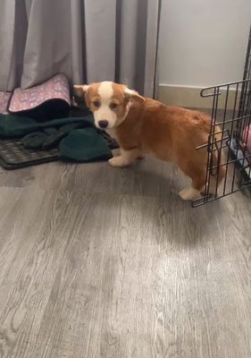 corgi đực 4 tháng tuổi. Mua bán Chó tại Quận Tân Bình Tp Hồ Chí Minh được đăng bởi dương