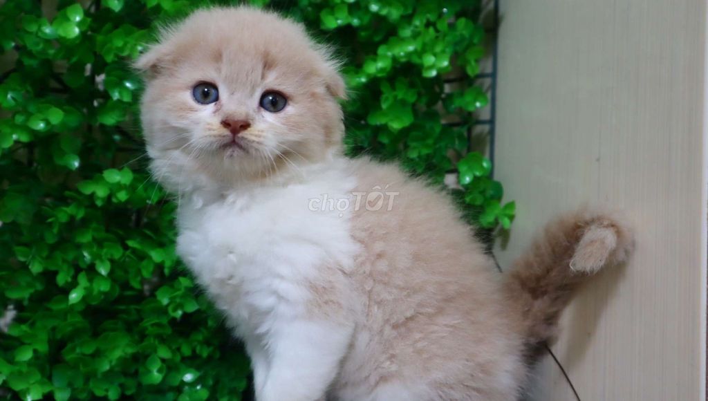 Mèo Anh giới tính đực tai cụp sát màu cream