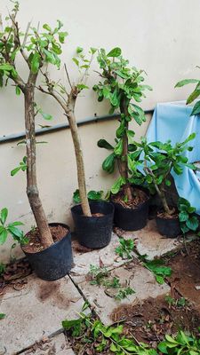 Thanh lý 3 cây đào tiên trái to 200k. Mua bán Cây cảnh, đồ trang trí tại Thành phố Thủ Đức Tp Hồ Chí Minh được đăng bởi vinh gaden