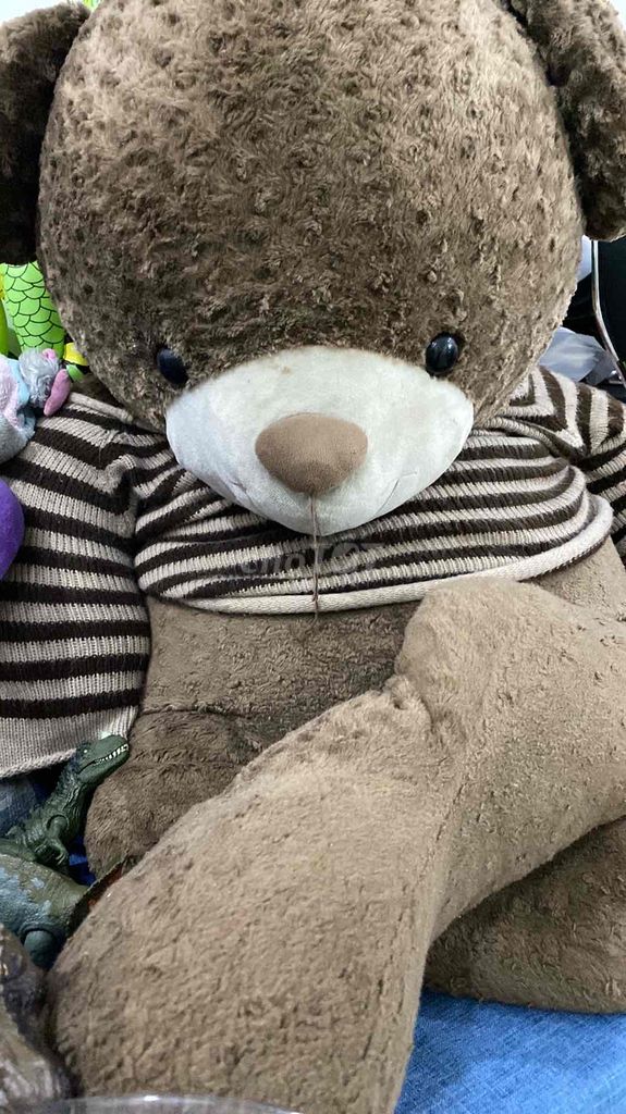 Gấu Bông Teddy khổng lồ