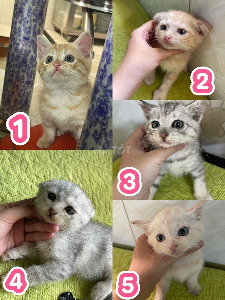 MÈO CON LAI ANH LÔNG DÀI 🐈